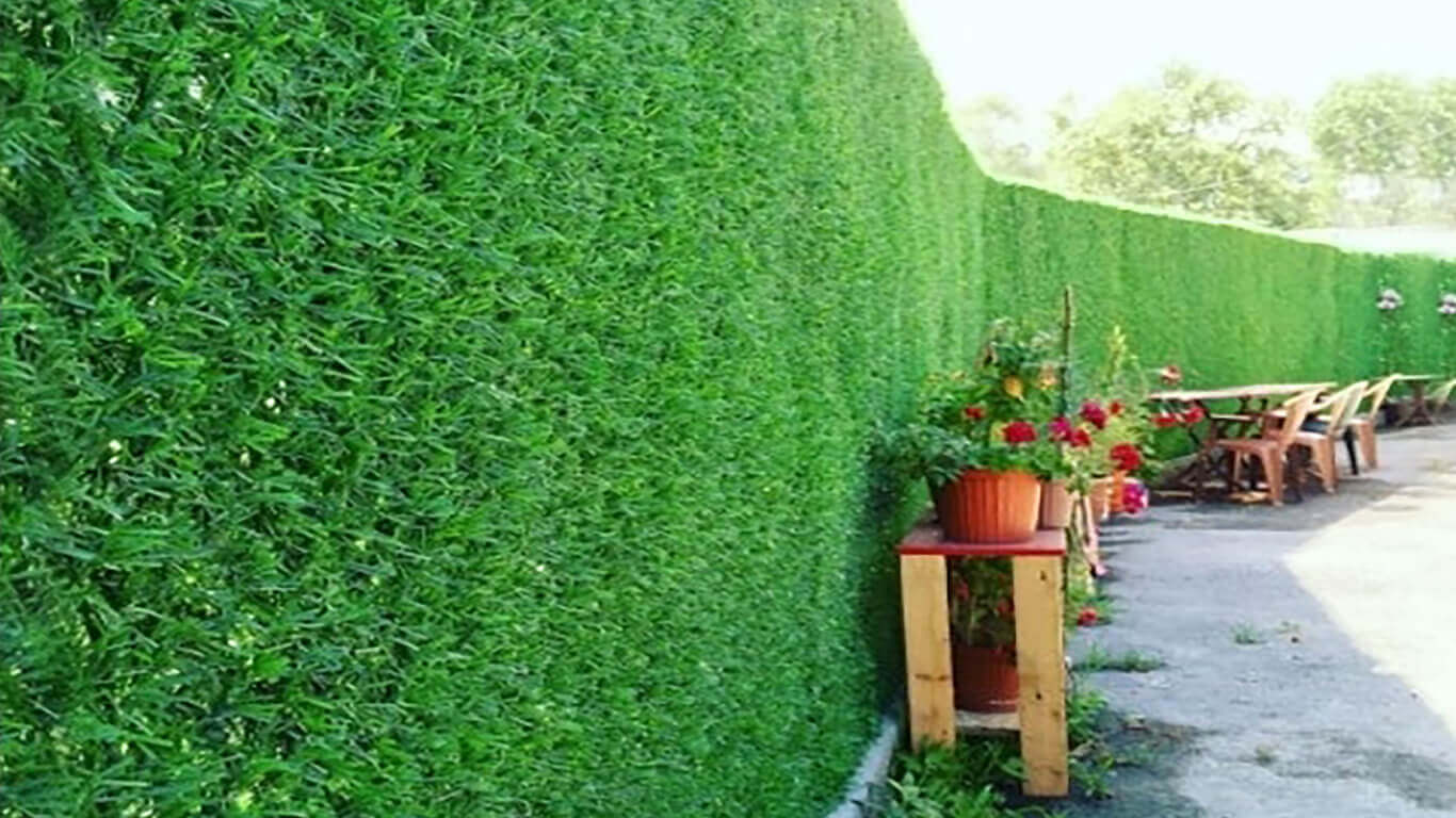 Çim Çitler: Doğal Görünüm, Güvenli Alanlar